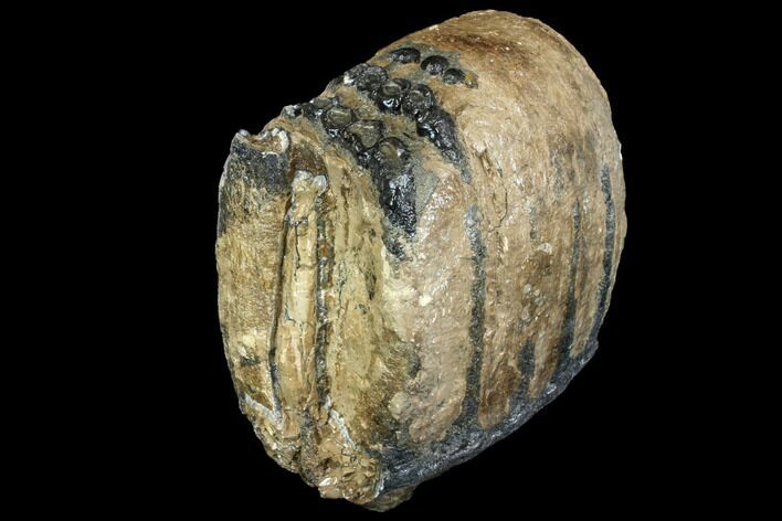 Partial Southern Mammoth Molar - Hungary #149853